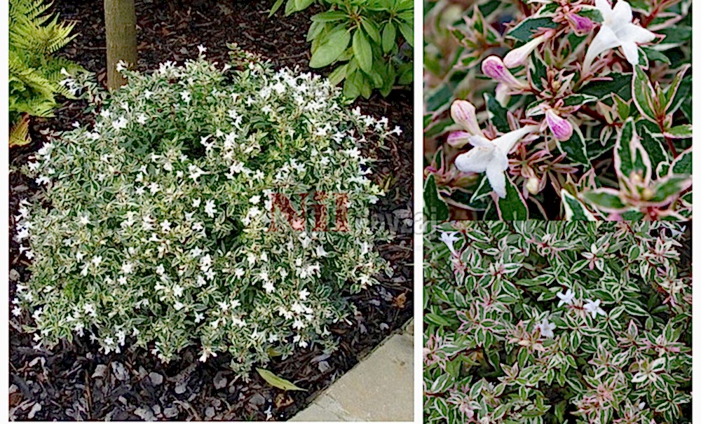 Abelia grandiflora ‘Confetti’/Güzellik Çalısı-Alacalı