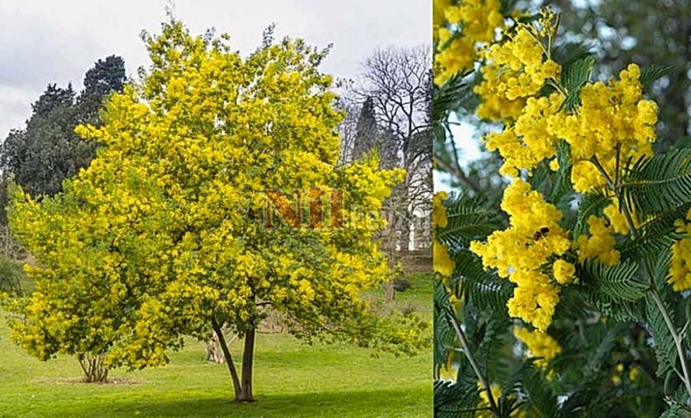 Acacia dealbata/Mimoza