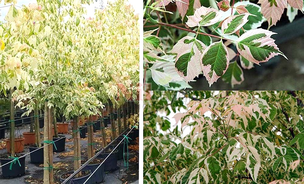 Acer negundo ‘Flamingo’/Akçaağaç