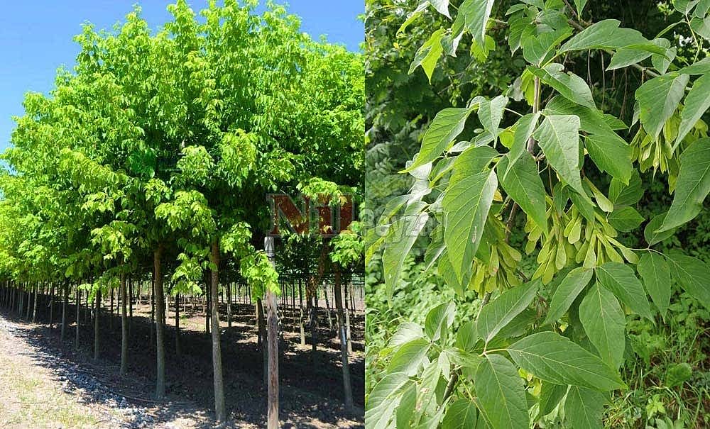 Acer negundo/Akçaağaç