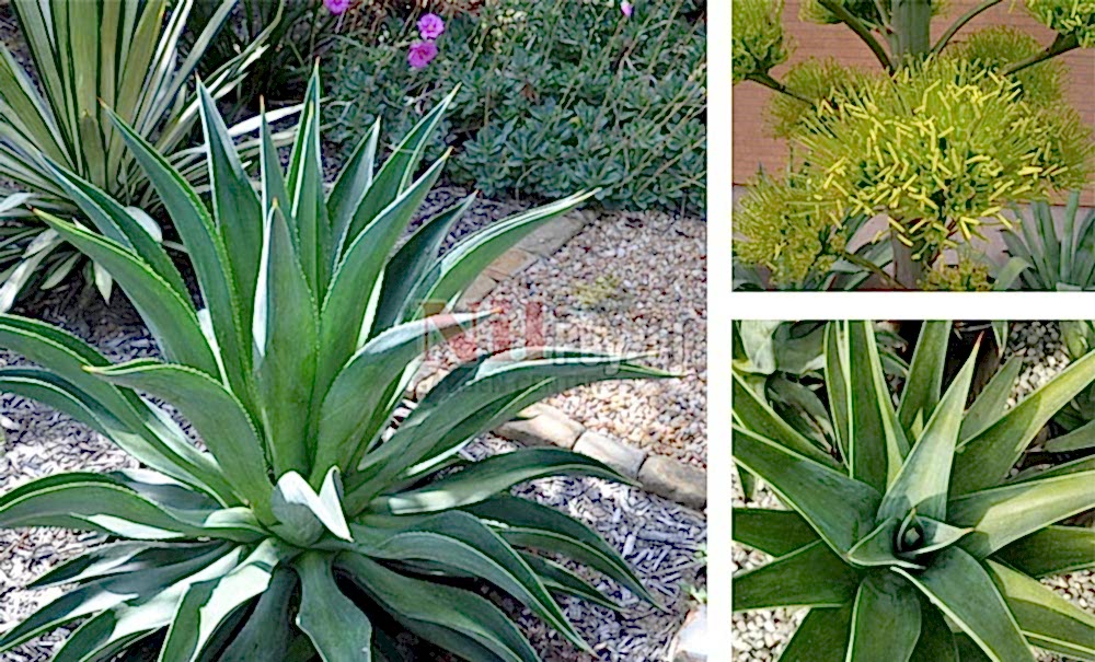 Agave desmettiana/İbrik Yapraklı Sabırlık